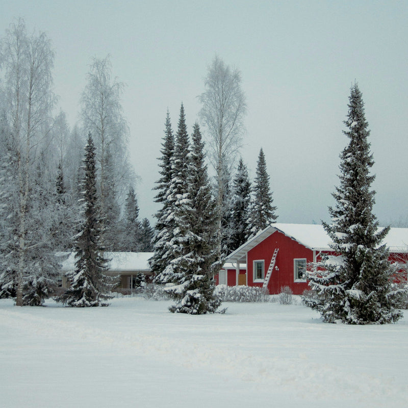Red house surrounded by snow-covered trees on a snowy day